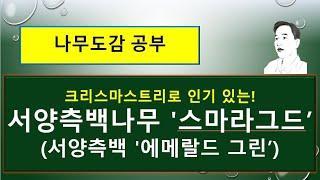 서양측백나무 '스마라그드'  (서양측백 '에메랄드 그린')는 어떤 나무일까?