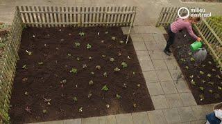 In 6 stappen jouw tuin van grijs naar groen