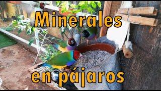 LOS MEJORES MINERALES PARA AVES  SALUD en los MINERALES DEL MAR