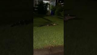 chilling #youtubeshorts #trending #shorts #alligator #viral