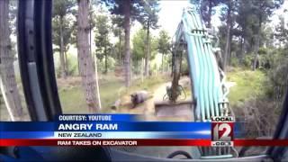 “Rambro the angry ram” is absolutely fearless