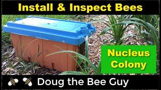 Installing and Inspecting a Nucleus Colony for Beginning Beekeepers