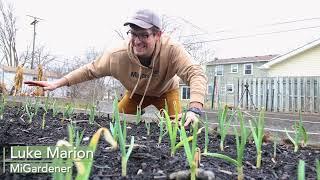 Don't PANIC If Your Garlic Is Growing Early - When to Worry + Ways to Save It