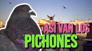 Así van los PICHONES ️️️ | Rapaces en ACCIÓN 