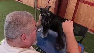 Show Grooming the Minature Schnauzer with Eric Salas part 1