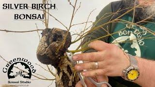 Yamadori Silver Birch Bonsai - Greenwood Bonsai