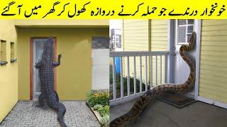 Wild Animals Invading People's Homes II Jab Khatarnak Janwar Darwaza Torr Kar Andar Ghus Gaye