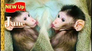 New Baby Birth Monkey , Jody monkey look lovely & cute , Jane mom love Jody Baby so Much