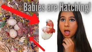 Baby Lovebirds Have Hatched! | First Week of a Baby Lovebird's Life | Watch us Grow!