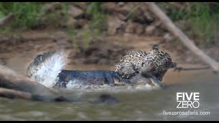 Jaguar Kills Massive Crocodile - The Sighting that Kept on Giving