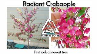 "Radiant Crabapple" pre-bonsai. $25 Costco special