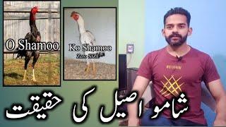 Shamoo Aseel ki pehchan | Ko Shamoo aseel kesa hota hai | O Shamoo Rooster | Ihsan Gujjar Vlogs