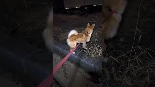 #시골개 #봉숙이 #눈오는날 #멀매길 #저녁운동 #춥다