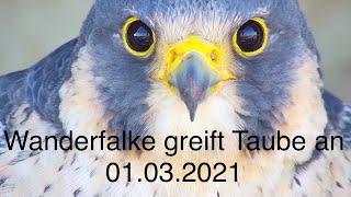 Wanderfalke greift Taube an 01.03.2021