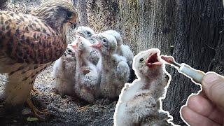 Kestrels Overcome Illness, But One Frail Chick Fights On | Apollo and Athena | Robert E Fuller