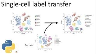 Label single-cells automatically in python | scVI label transfer