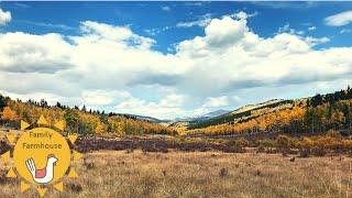 Autumn Leaves in the Colorado Rockies {Kenosha Pass | Daily Vlog} 