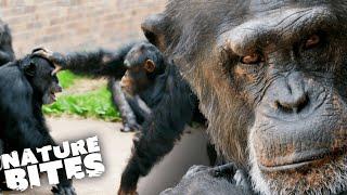 Will This Male Chimp Battle End in Death?! | The Secret Life of the Zoo | Nature Bites