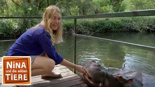Happy End mit Flusspferd | Reportage für Kinder | Nina und die wilden Tiere