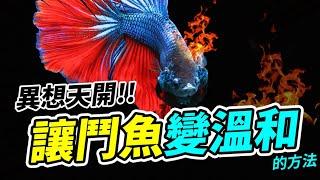 鬥魚為什麼每天都躲在水草裡？寵物行為大解析！ Why my Betta Fish is Not Active, Not Moving ?