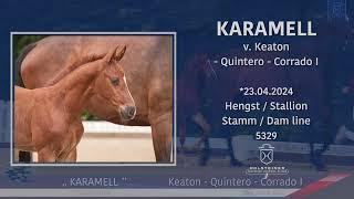 Foal Auction@Falsterbo Horse Show | Nr. 12 Karamell