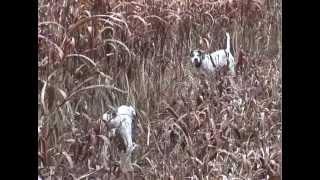 Outdoors with Joey Mines "Show 626 Pheasants @ Primland Part 1"