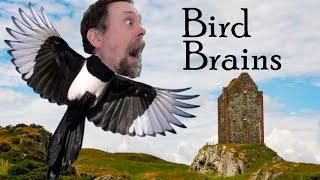 Bird Brains - BECMI D&D Recap