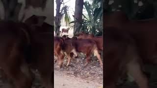 Red Brahman #shorts #brahman #animals #vacas #terneros