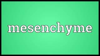 Mesenchyme Meaning