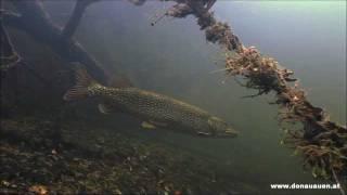 Hecht im Nationalpark Donau-Auen - Esox lucius