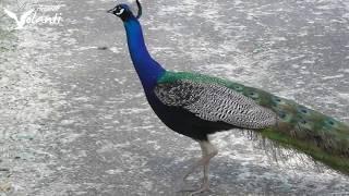 Pavone indiano (Pavo cristatus) - Indian peafowl