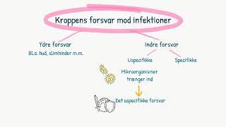 Immunforsvaret: Det uspecifikke forsvar