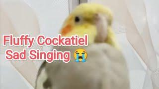 Fluffy Cockatiel Singing Dancing 