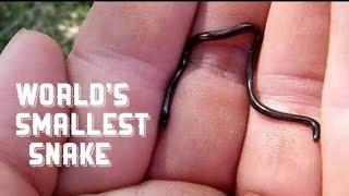 Smallest Snakes In The World || Top Category