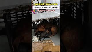 雨天狗崽落水，狗妈请求人类救助，男子不但救援还给了它们一个家 #animals #pets #小动物 #奇妙的動物 #cute