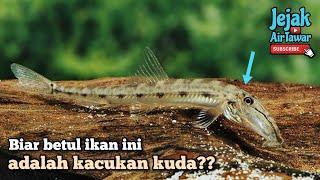 Ikan Muka Kuda