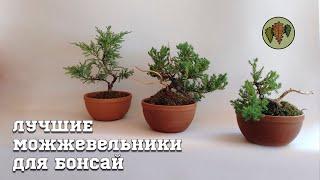 Лучшие можжевельники для бонсай / Любовь Бамбурова  @Studio.Bonsai