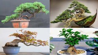 7 Best Trees for Bonsai Specimen - Gardening Tips