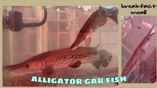 ALLIGATOR GAR FISH PET SA AQUARIUM (Philippines) | Kim Bi