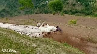 ox Race rajouri