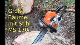 Große Kiefern fällen mit der kleinsten Stihl MS 170