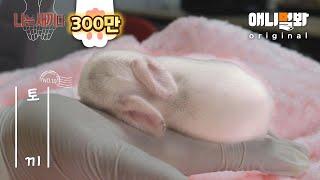 나는 태어난 지 10일 된 토끼 새끼다 [애니멀봐 나새끼 10호]ㅣI’m A 10 Days Old Rabbit/ Bunny