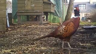 Pheasant photobomb :)