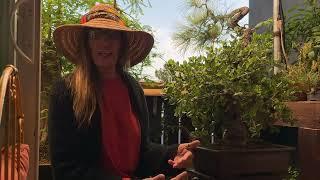 Patricia O'Connor, The Bonsai Balcony: Tool Time! I do a little wood carving on our Coastal Oak.