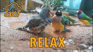 LLUVIA y PÁJAROS para DORMIR Y RELAJARSE  Relax Rain and Birds