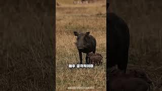 야생 멧돼지에 가까이 가면 안 되는 이유 ️