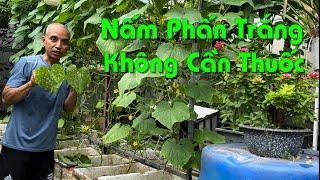 Cách Phòng Và Trị Bệnh Nấm Phấn Trắng Không Dùng Thuốc