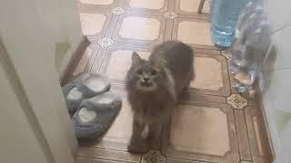 Умная кошка Соня выполняет команды (Подборка)