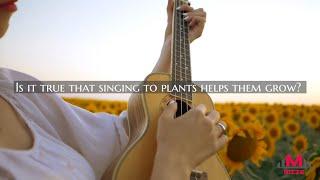 Is it true that singing to plants helps them grow?