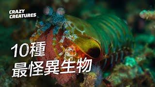 10種你從未見過的最怪異生物 | 奇怪動物紀錄片